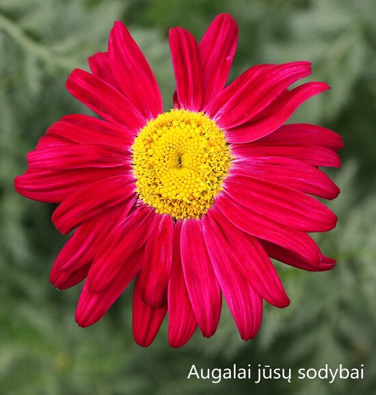 Skaistenis rausvažiedis (Pyrethrum coccineum) 'Robinson's Red'